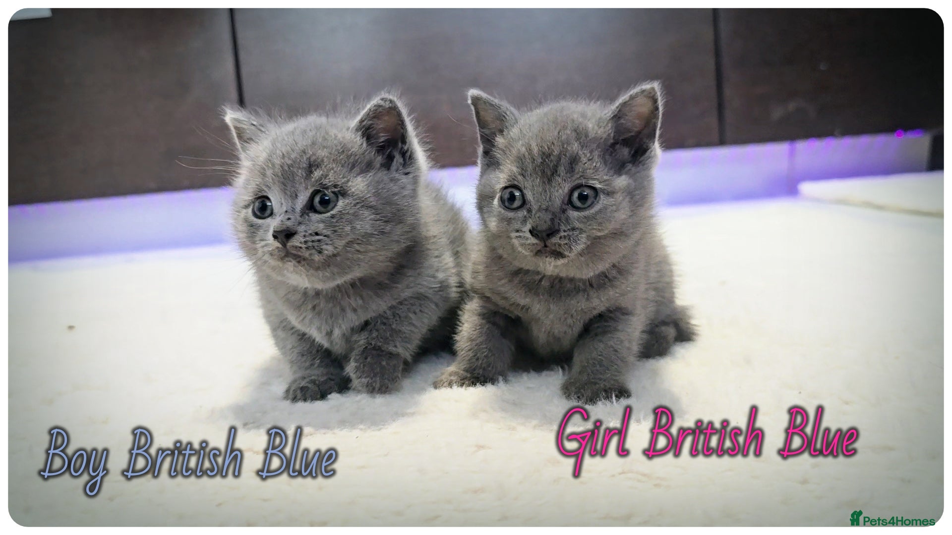 British Shorthair cats Pure British Blue Shorthair Kittens - Advert 1