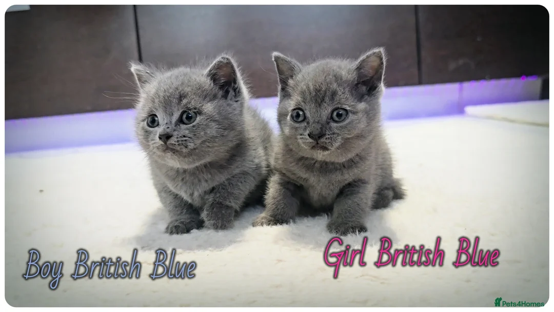 British Shorthair cats for sale: Pure British Blue Shorthair Kittens - Advert 1