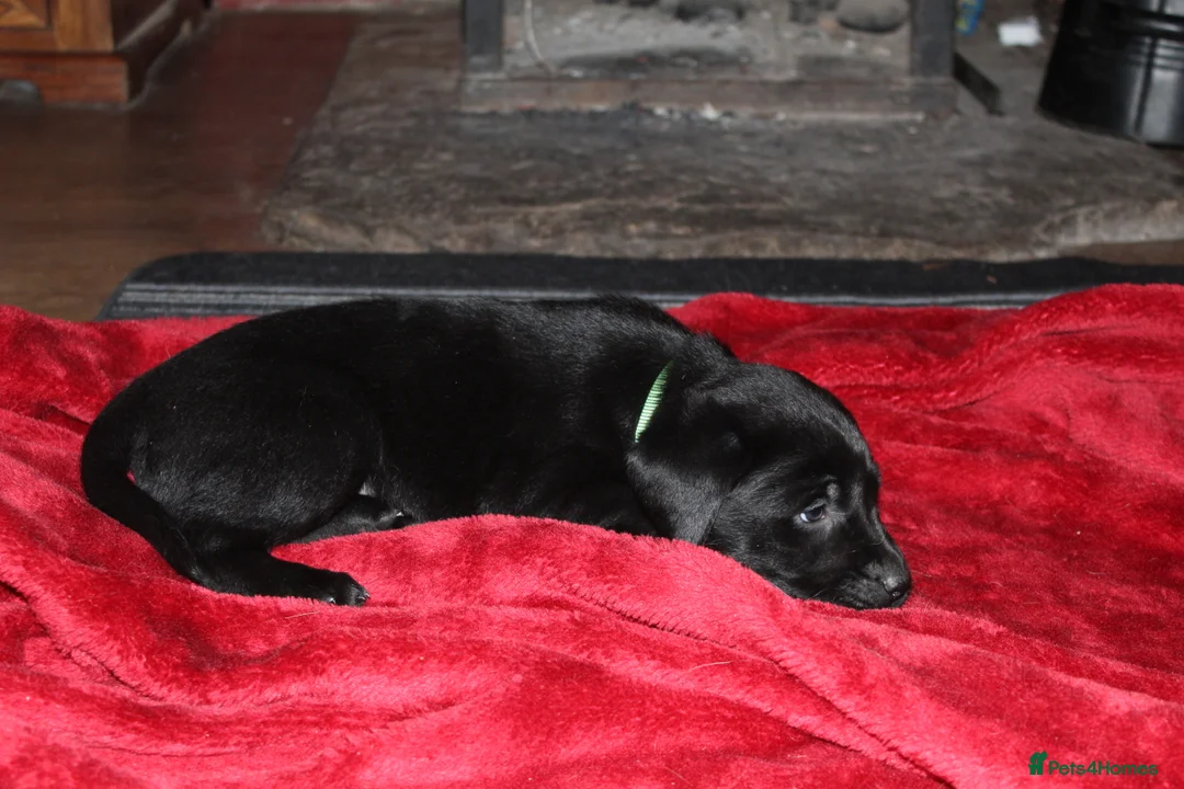 Labrador Retriever dogs for sale: 🔥 KC LABRADOR PUPPIES SILVER CHOCOLATE AND BLACK - Advert 27