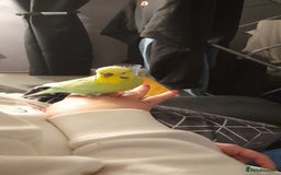 Budgerigars birds for sale: 2x male budgies - Image 2