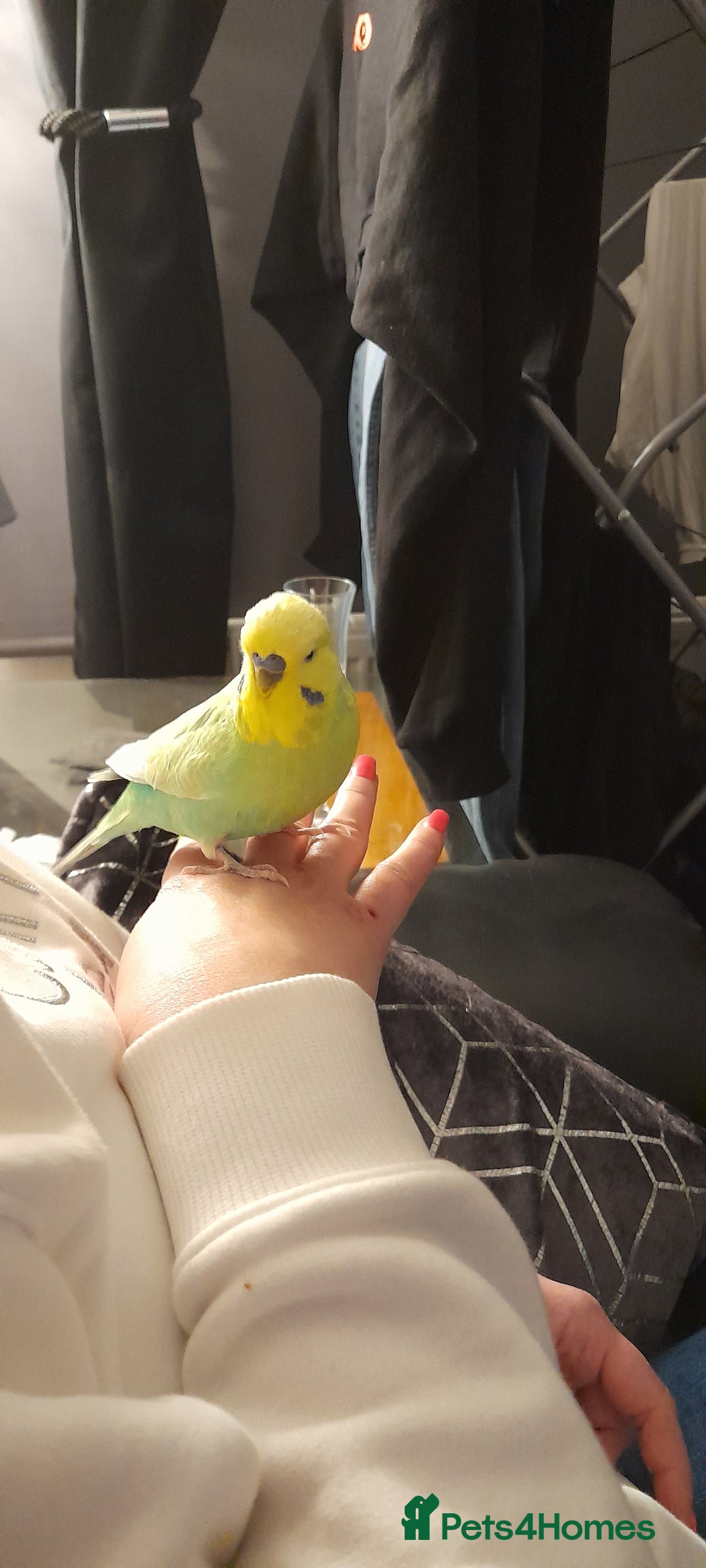Budgerigars birds for sale: 2x male budgies - Image 2
