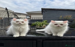 Persian cats for sale: 2 white Gorgeous Persian Boys - Image 15