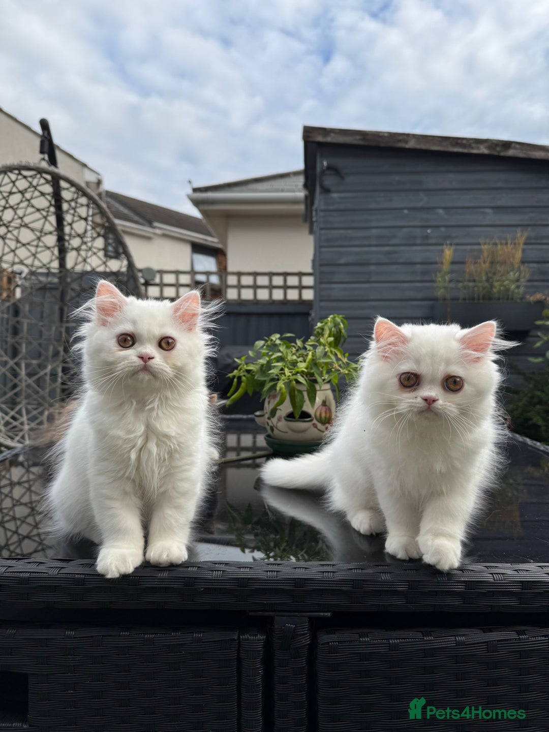 Persian cats for sale: 2 white Gorgeous Persian Boys - Image 15