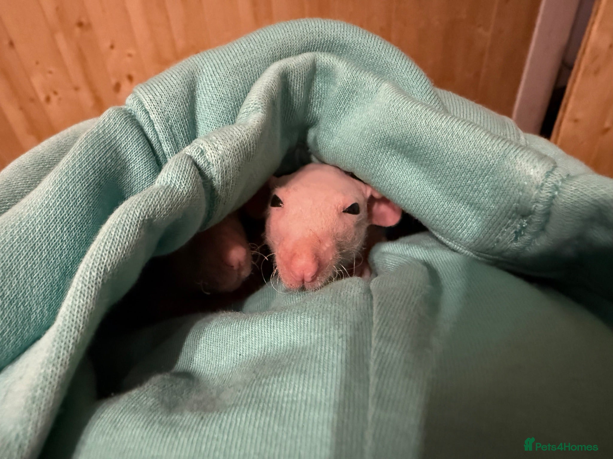 Rat rodents 4 rats and cage with accessories  - Advert 1