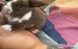 Mini Lop rabbits for sale: Mini lop - Image 13