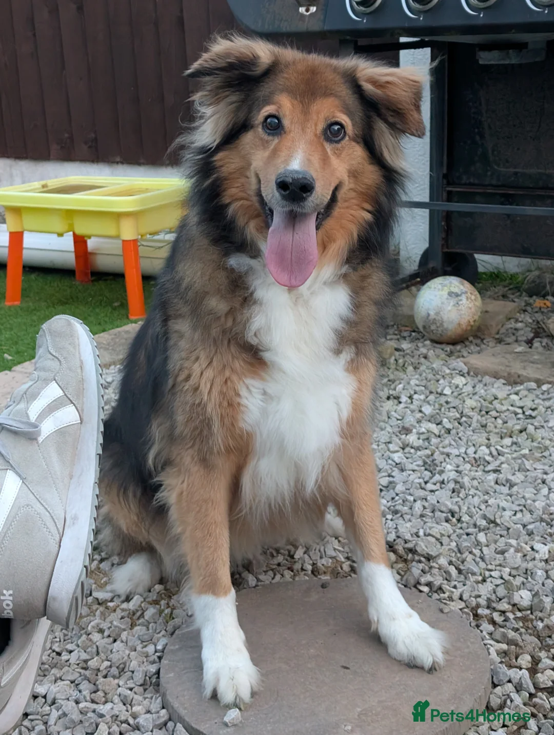 Mixed Breed dogs for sale: Beautiful Rough collie cross - Advert 6