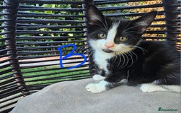 Persian cats for sale: Very beatifull mix breed/Persian kittens  - Image 16