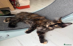Maine Coon cats for sale: Purebred Maine Coon Kitten 2 FEMALES - Image 3