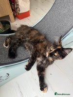 Maine Coon cats - Advert 11