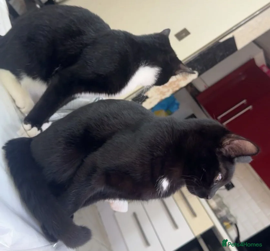 American Shorthair cats for sale: Female  in Manchester - Advert 1
