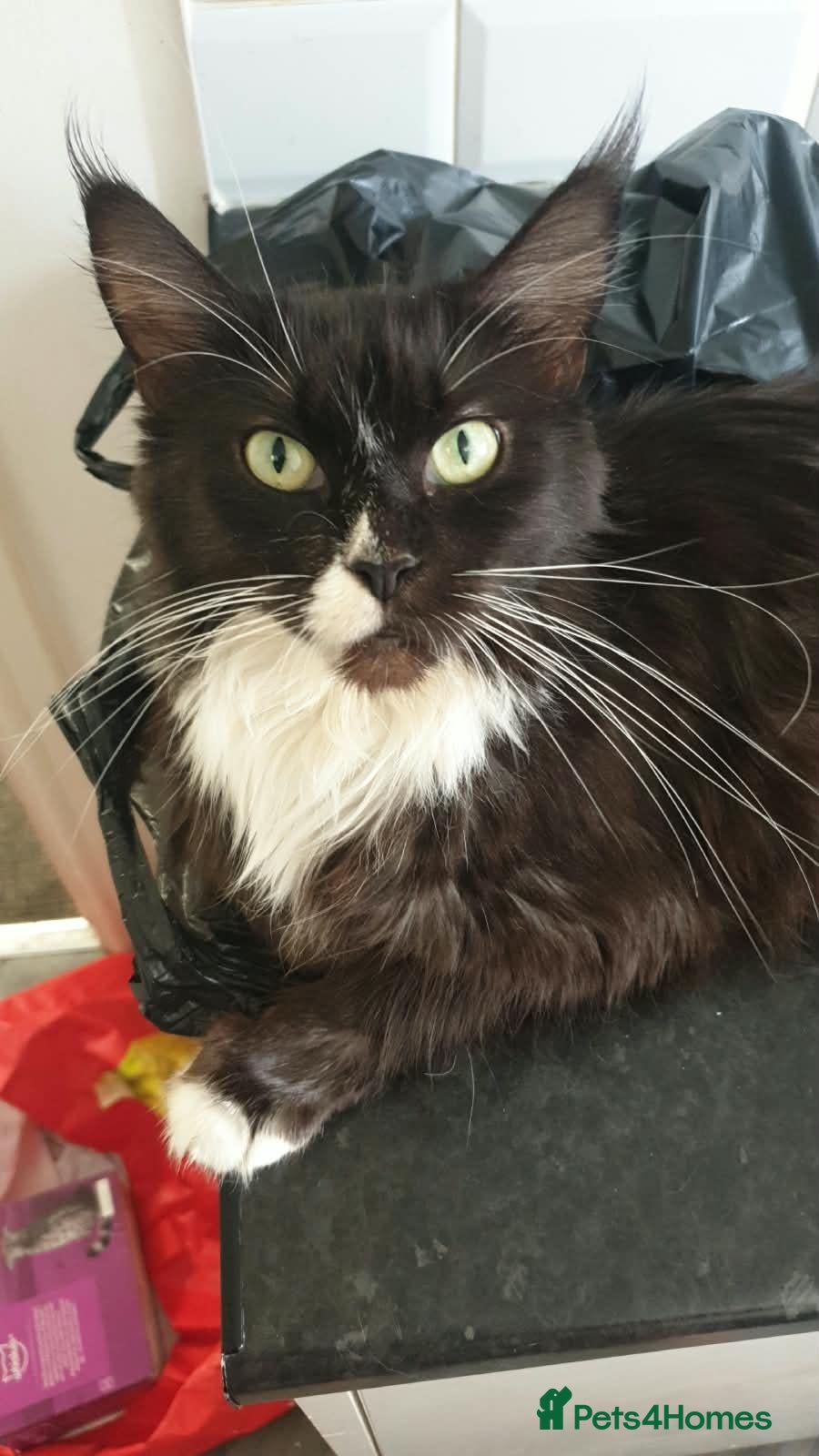 Mixed Breed cats Female Maine coon cross breed  - Advert 1