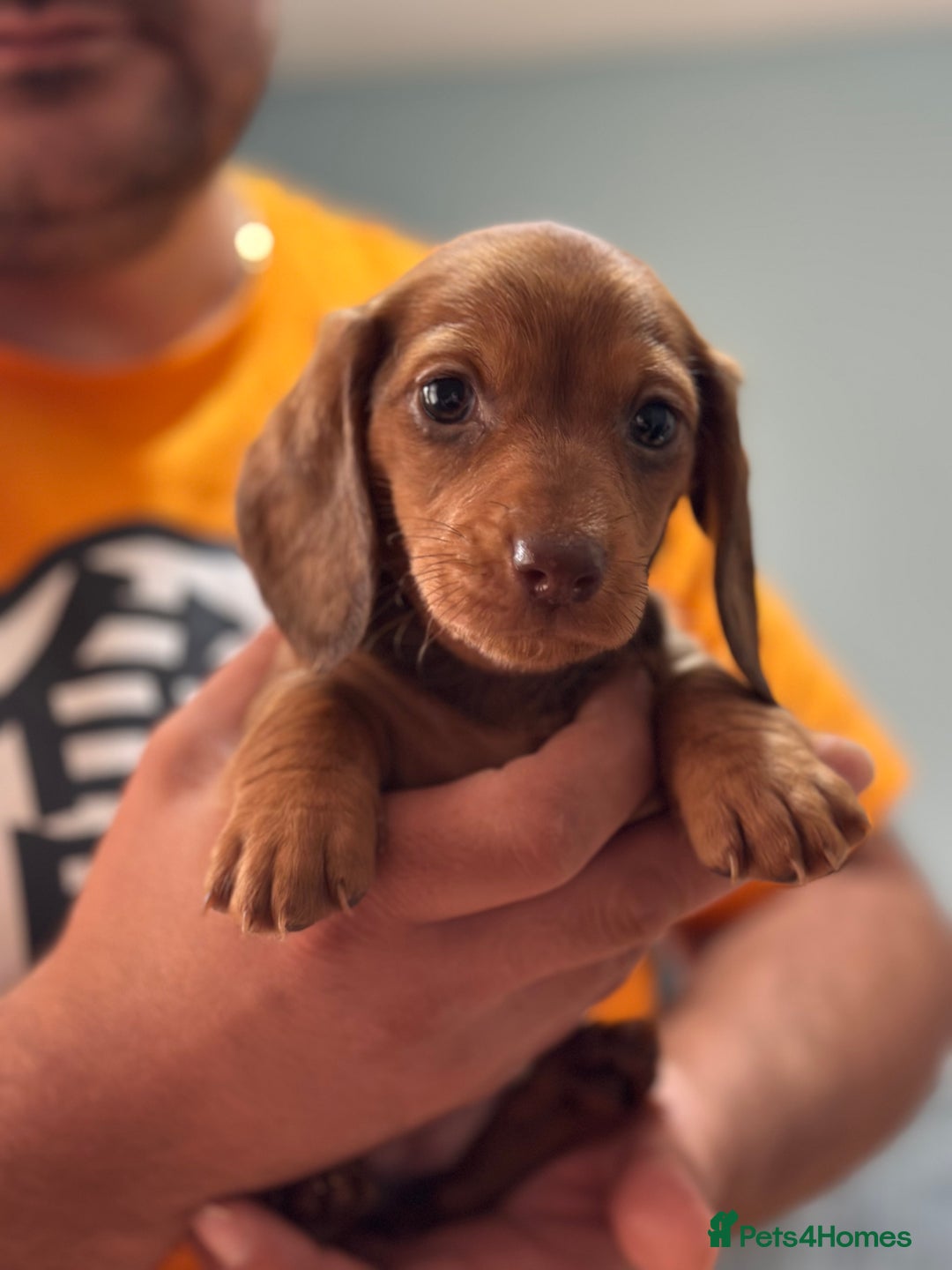 Dachshund dogs for sale: Our dwarf sausages are looking for a family🙃 - Image 15