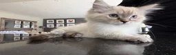 Ragdoll cats for sale: 11 Week Old Female Ragdoll in Manchester - Advert 4
