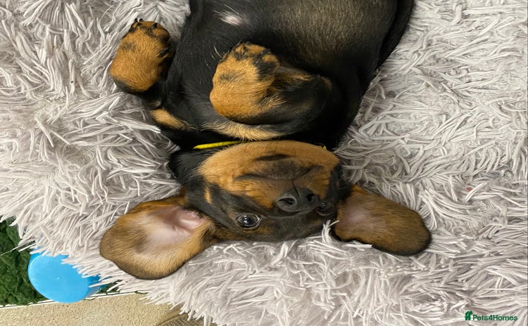 Dachshund dogs - Advert 1