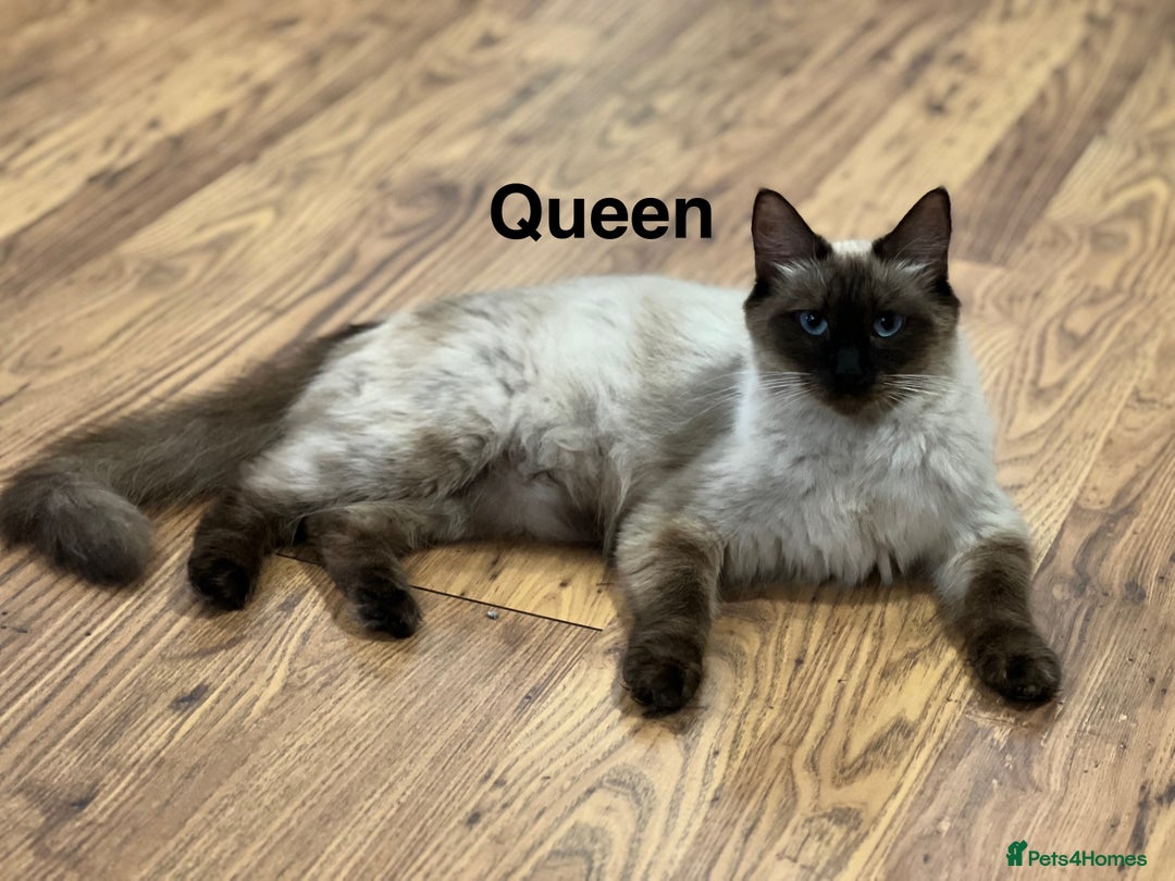 Ragdoll cats for sale: 2 Boys and 1 Girl Ragdoll kittens - Image 10