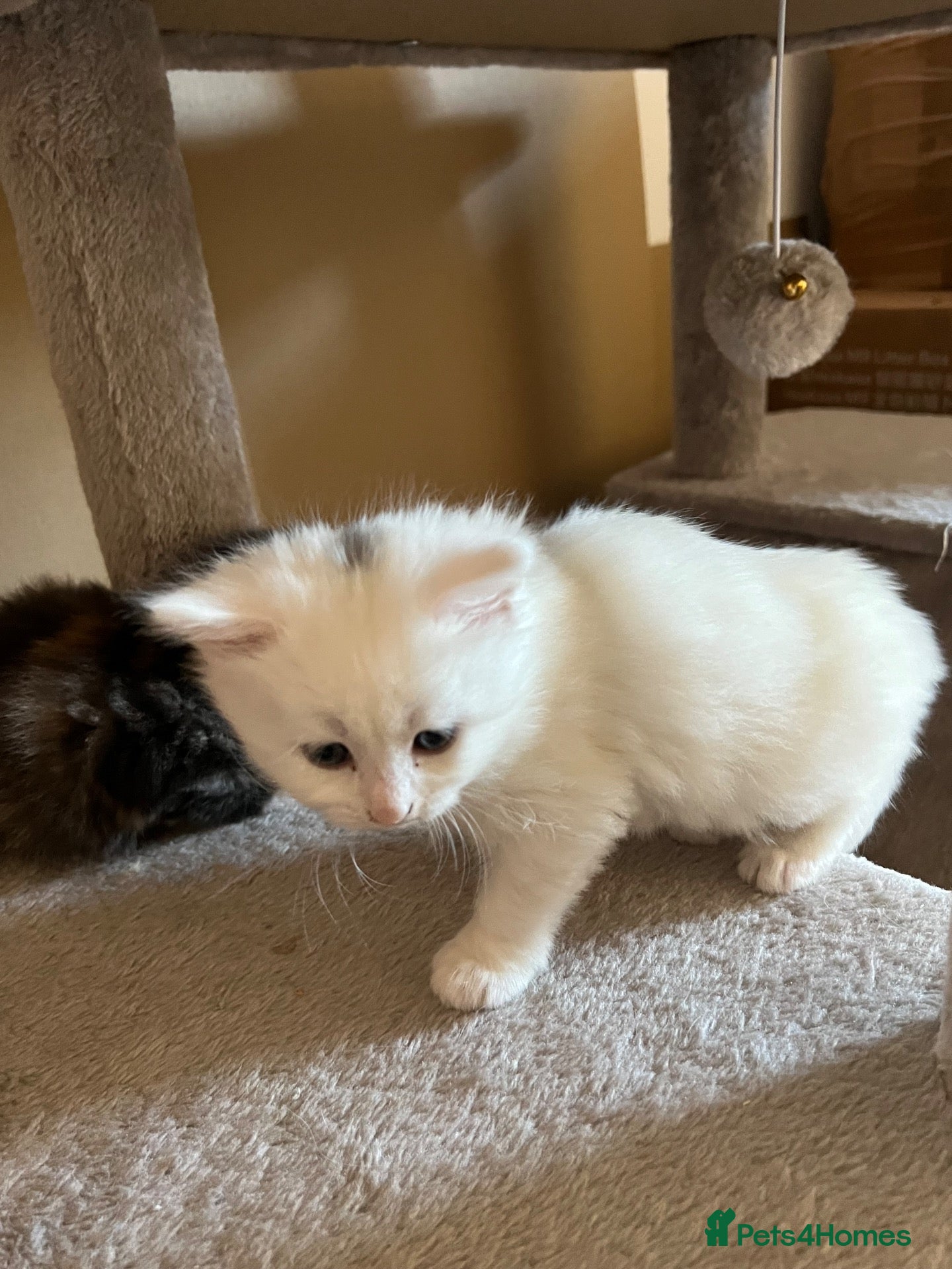 Turkish Angora cats Turkish Angora Kittens - Ready to Reserve🐾🍼🐱 - Advert 15