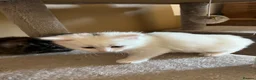 Turkish Angora cats for sale: Turkish Angora Kittens - Ready to Reserve🐾🍼🐱 - Advert 8