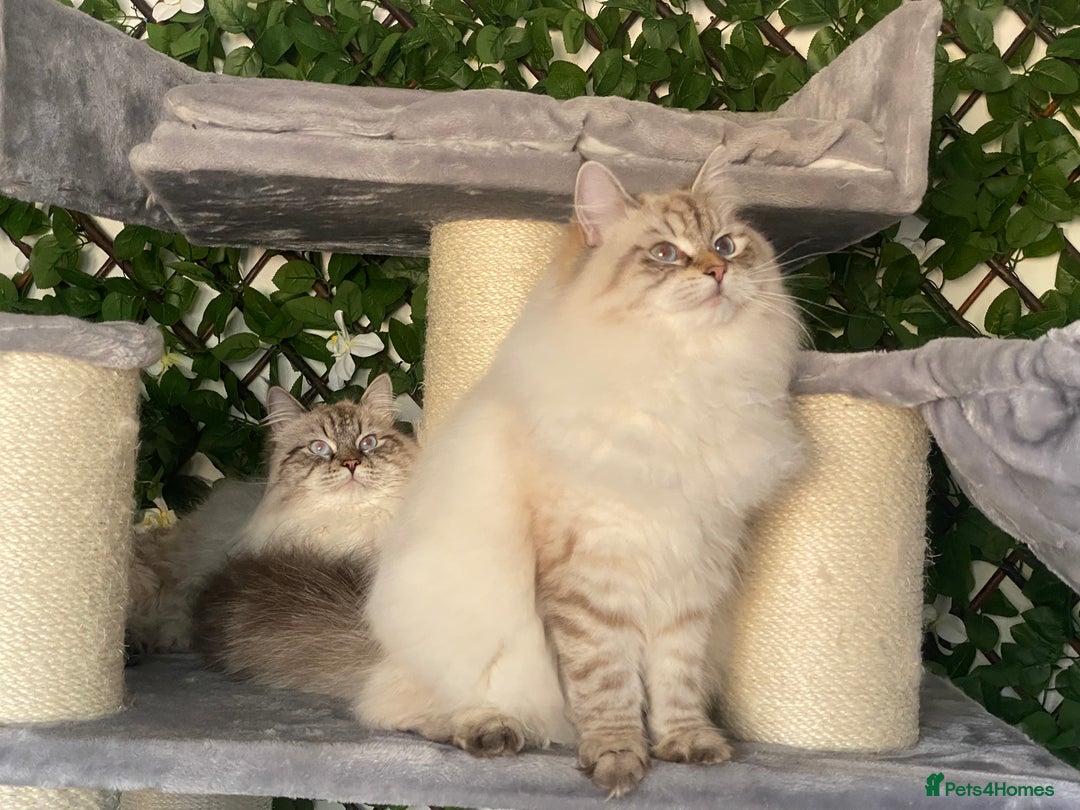 Siberian cats for sale: 🌓Word Champion Grandfather 🌖 - Advert 23