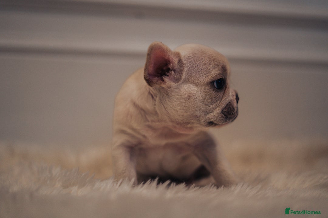 French Bulldog dogs for sale: 2 Male and 2 Female French Bulldogs - Image 18