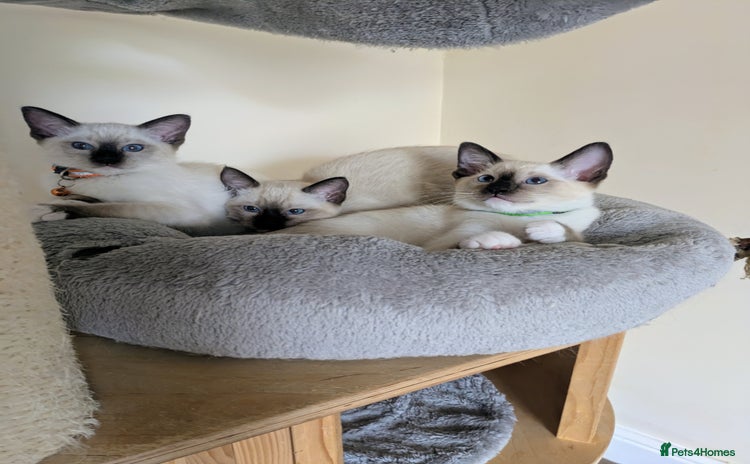 Ragdoll cats - Advert 1