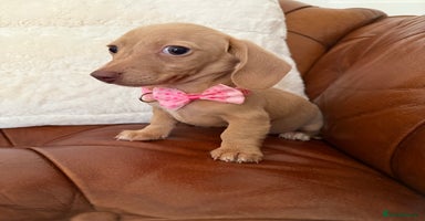 Miniature Dachshund dogs - Advert 14