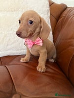Miniature Dachshund dogs - Advert 14