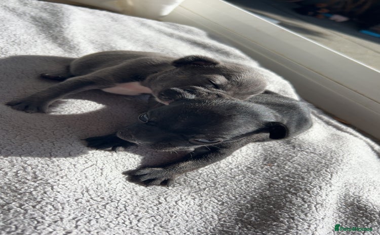 French Bulldog dogs - Advert 1
