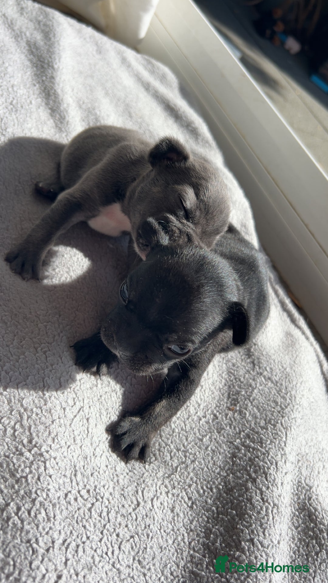 French Bulldog dogs for sale: 2 French bull dog puppies  - Image 1