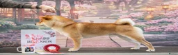 Japanese Shiba Inu dogs for sale: Quality chunky Shiba Inu puppies - Advert 3