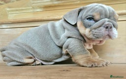 English Bulldog dogs for sale: Outstanding KC English Bulldogs, Top Quality Pups - Image 31