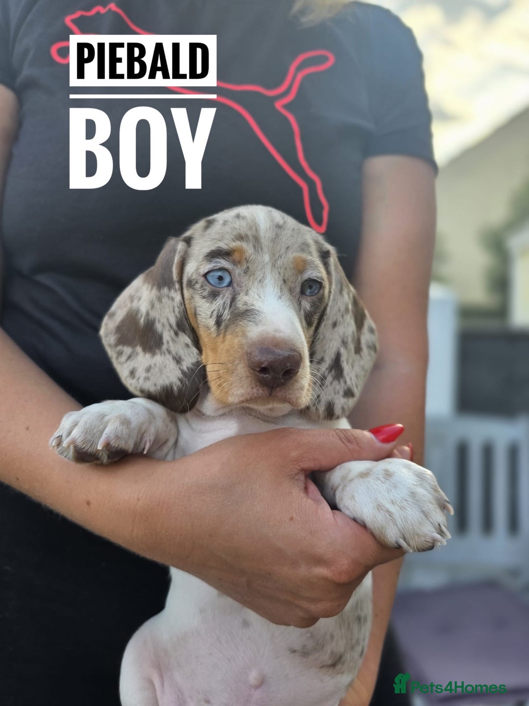 Dachshund dogs for sale: Beautiful piebald and dapple dachshund puppies  - Image 4