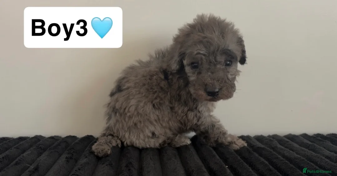 Cockapoo dogs for sale: Cockapoo puppies  - Advert 14