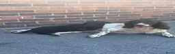 Springador dogs for sale: Springador Puppies🐶 in Corwen - Advert 4