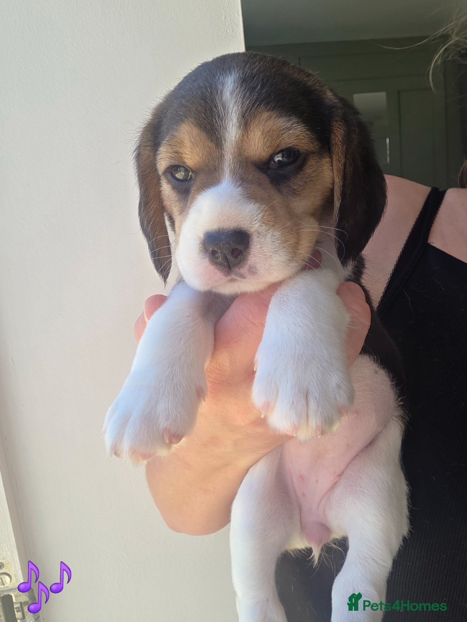 Beagle dogs Kc registered beagle puppies🐶1 girl & 1 boy left  - Advert 2