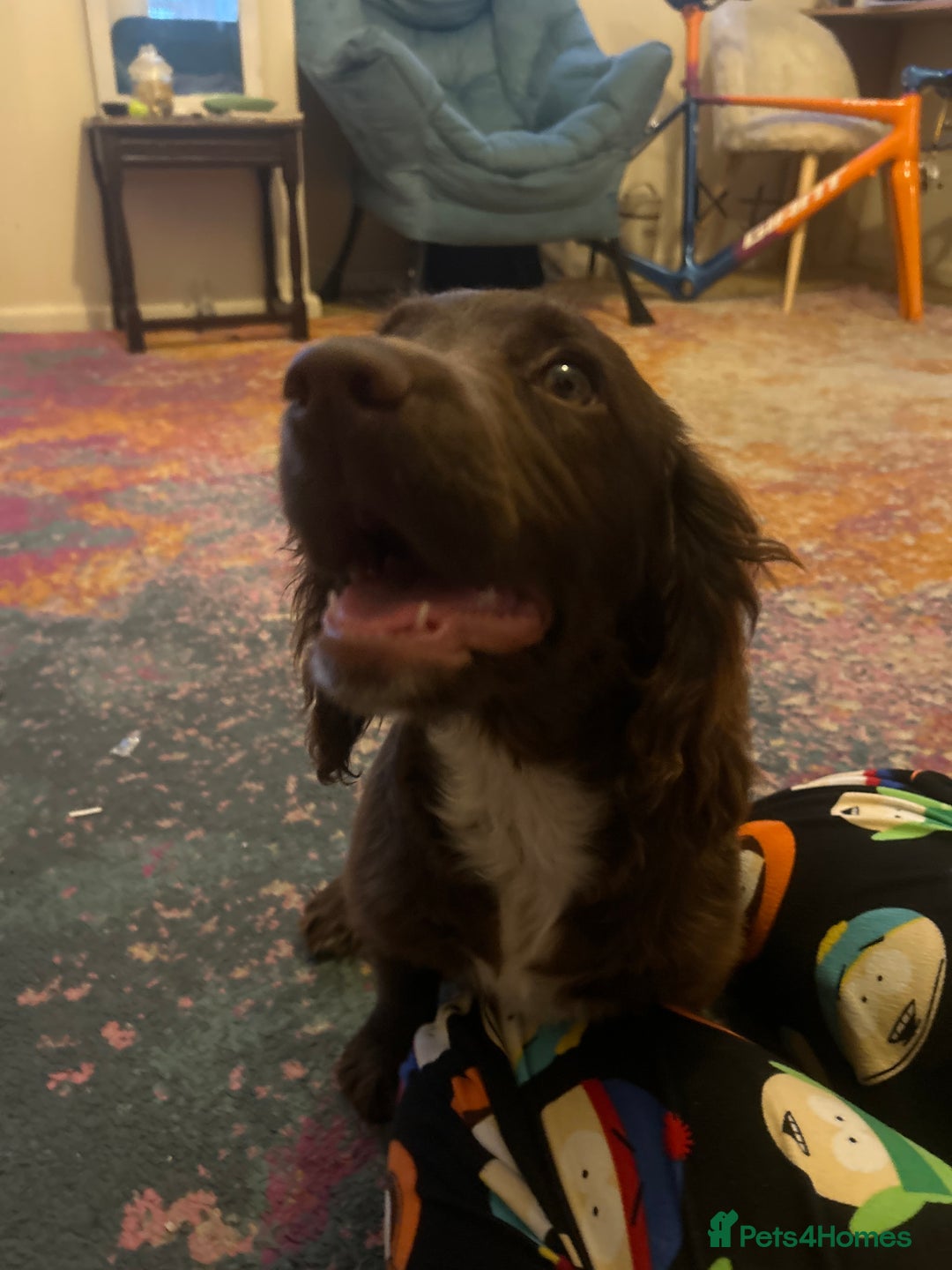 Cocker Spaniel dogs for sale: Cocker Spaniel for sale - Image 1