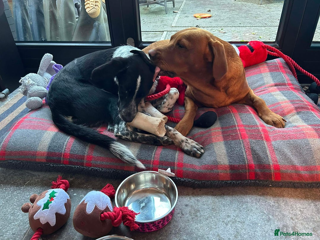 Mixed Breed dogs for adoption: Beau is looking for his forever home - Advert 6