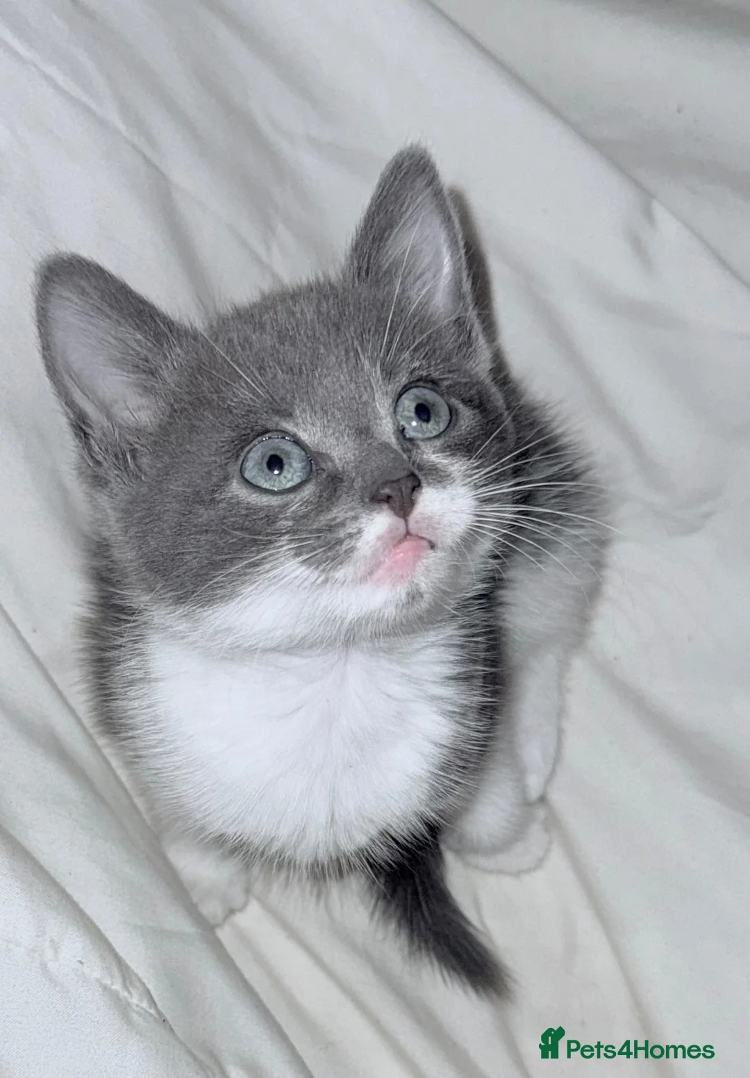 British Shorthair cats for sale: Beautiful grey girl needs rehoming  - Advert 7