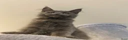 Maine Coon cats for sale: 💙*🦁*BLUE MAINE COON*💎*KITTENS*🦁*💙 - Advert 24