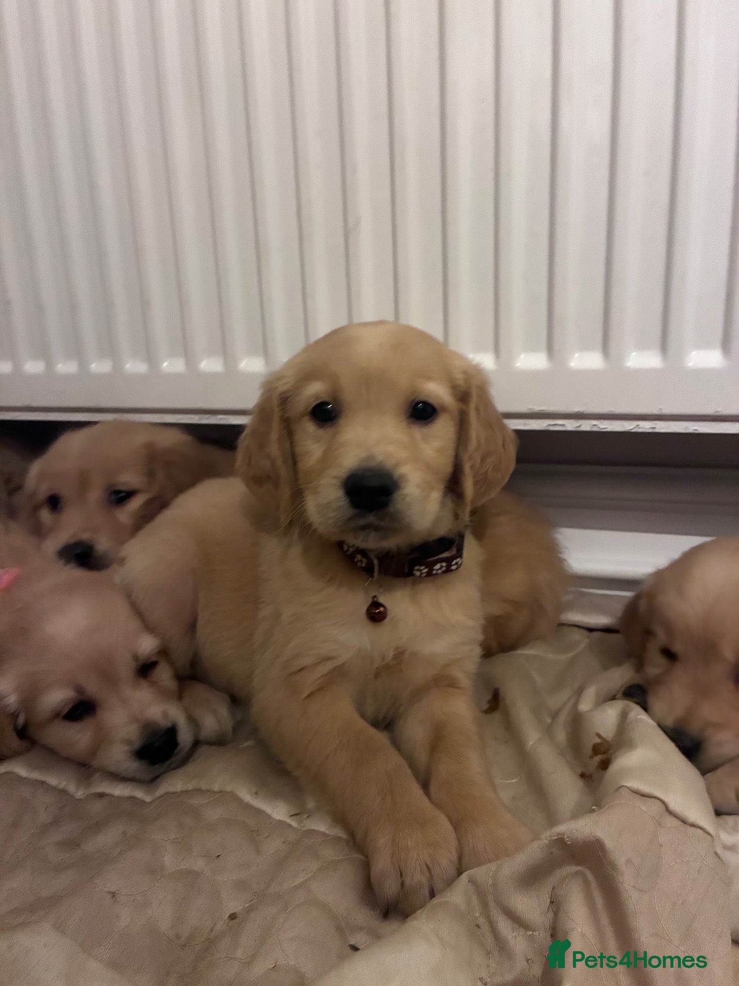 Golden Retriever dogs Red golden retrievers  - Advert 1
