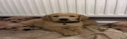 Golden Retriever dogs for sale: Red golden retrievers  in Doncaster - Advert 1