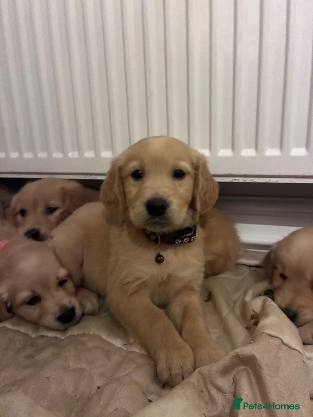 Golden Retriever dogs for sale: Red golden retrievers  in Doncaster - Advert 1