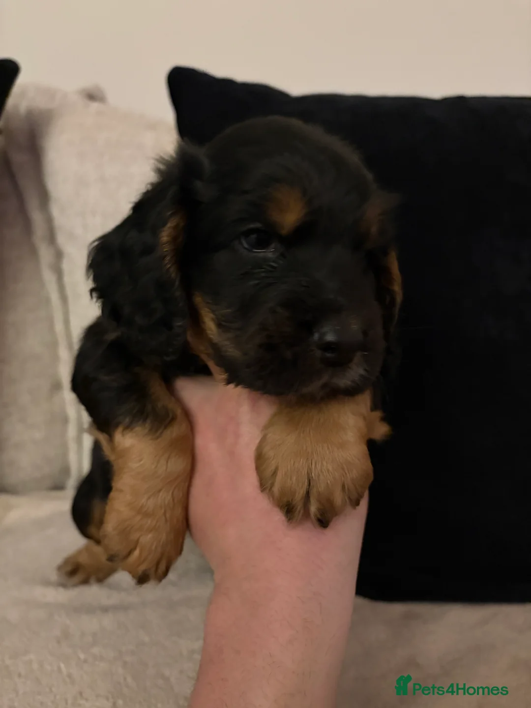 Cocker Spaniel dogs for sale: KC REG COCKER SPANIELS  - Advert 7