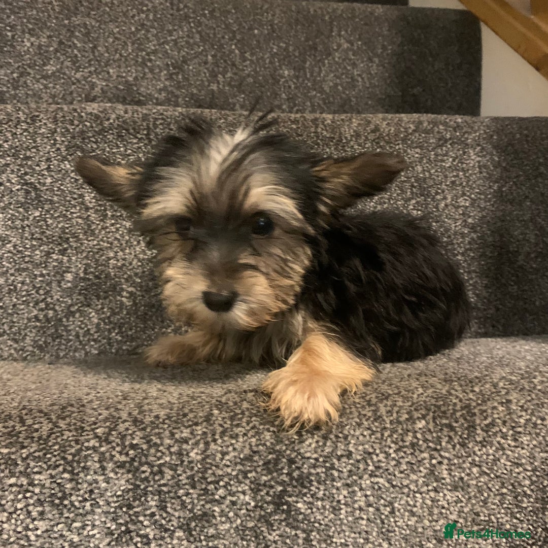 Biewer Terrier dogs for sale: Last 3 Stunning Biewer Terrier puppies - Image 9