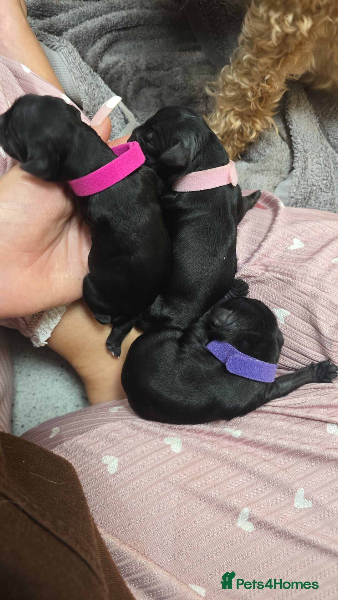 Cockapoo dogs for sale: American Cockapoo Puppies - Image 8