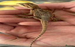 Bearded Dragon reptiles for sale: 15 Baby dearded dragons - Image 16