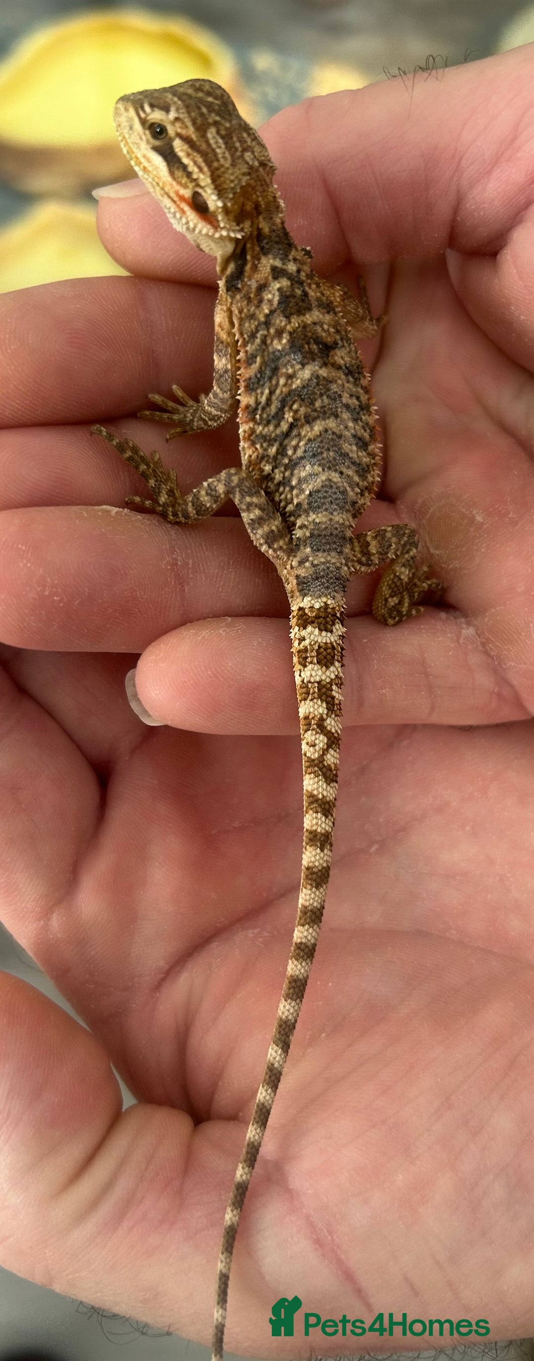 Bearded Dragon reptiles for sale: 15 Baby dearded dragons - Image 16