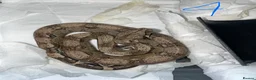 Boa Snake reptiles for sale: Baby boa constrictors various morphs in Cannock - Advert 3