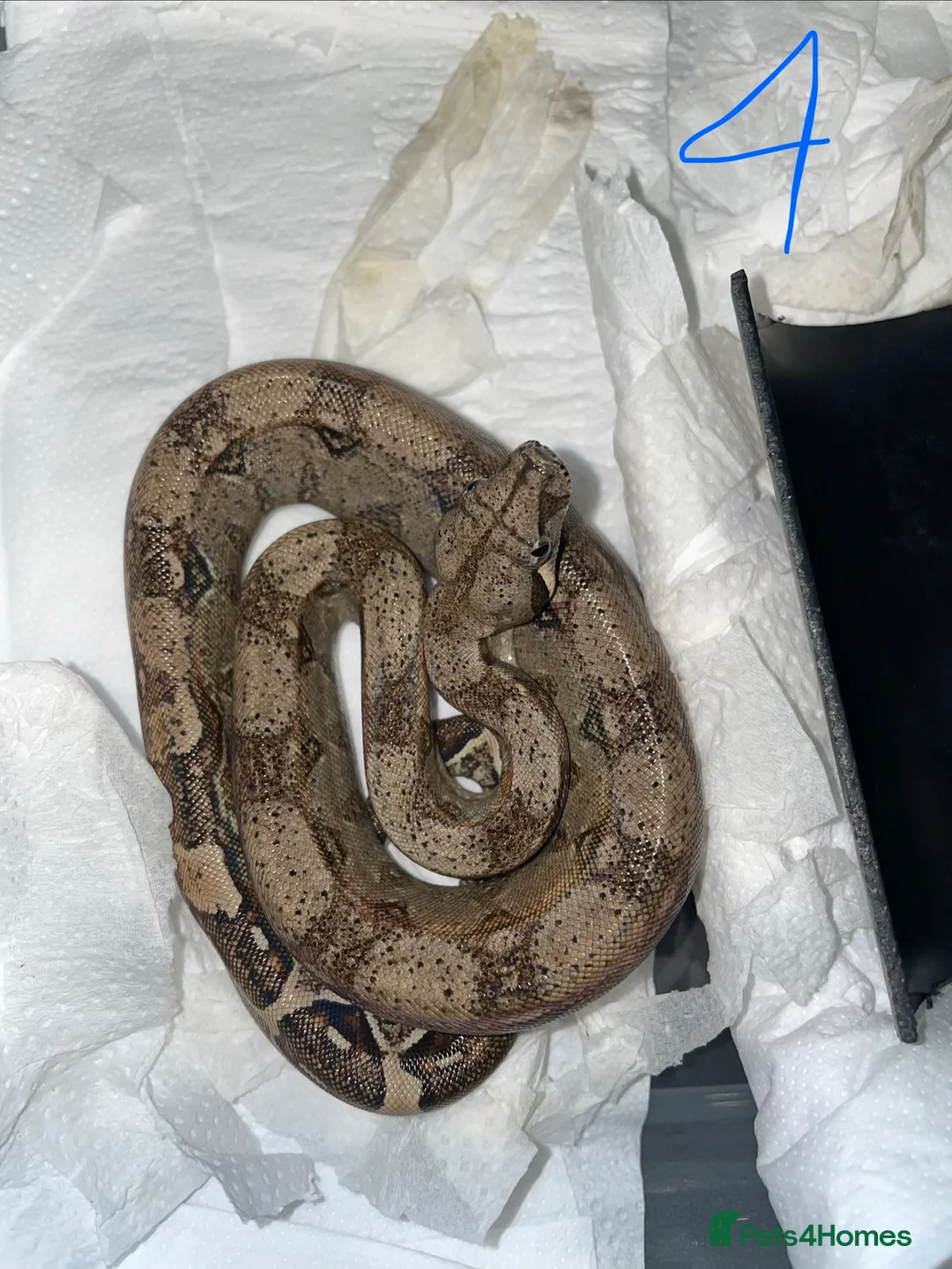 Boa Snake reptiles for sale: Baby boa constrictors various morphs in Cannock - Advert 3