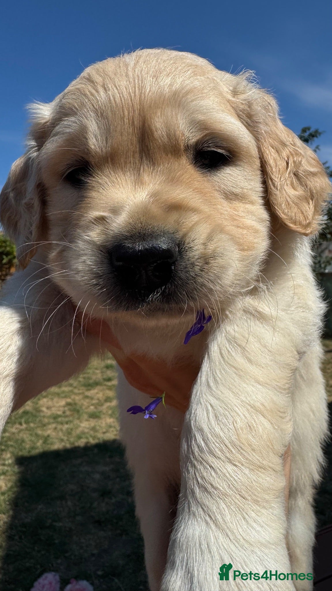 Golden Retriever dogs LARGE SIZE PURE GOLDEN RETRIEVER PUPPIES!!! - Advert 4