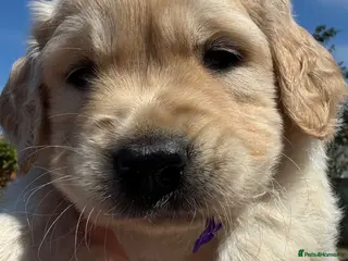 Golden Retriever dogs LARGE SIZE PURE GOLDEN RETRIEVER PUPPIES!!! - Advert 4